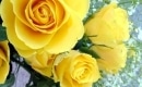 18 Yellow Roses - Base musicale per Basso - Marty Robbins - Versione Strumentale